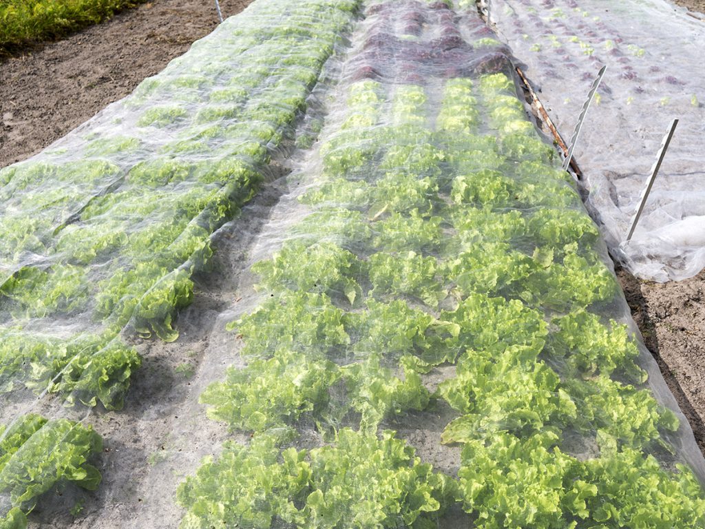 Garten Inspiration Creating Home Dekor